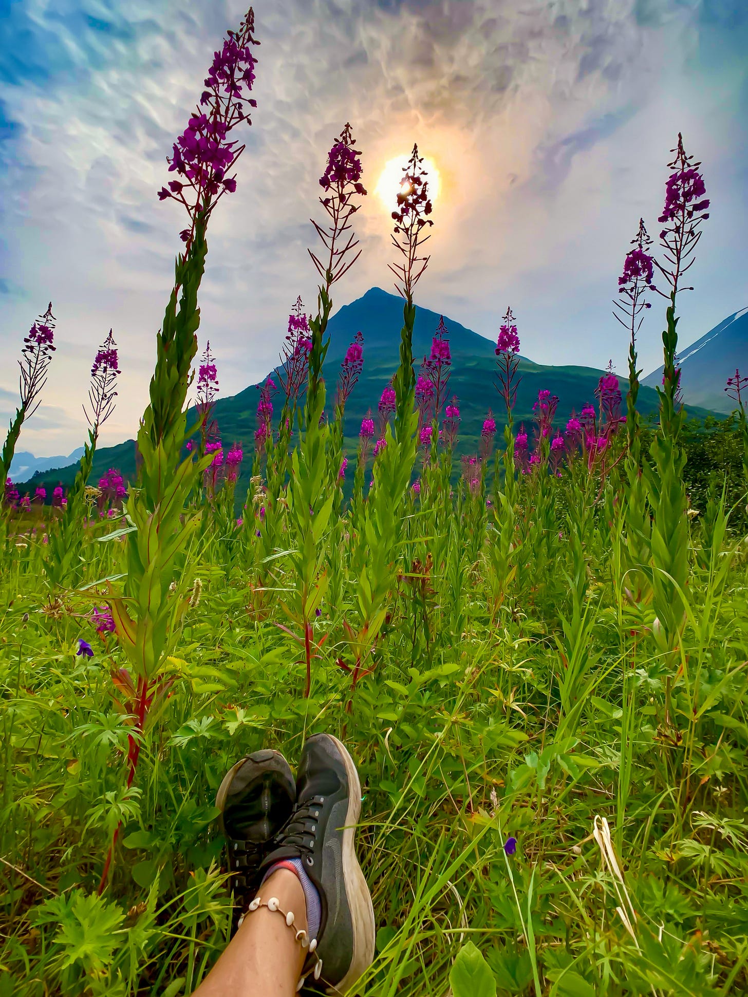 fireweed and mountain