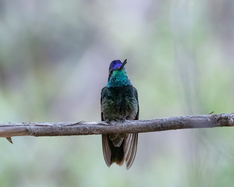 20250430-Chiricahuas-741-Edit.jpg