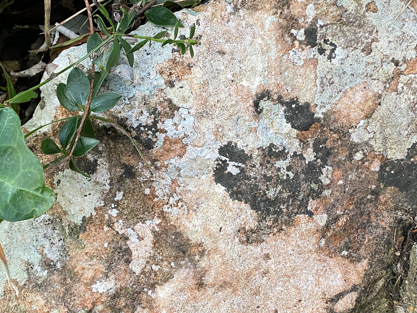 lichens on an ancient stone in Dorset