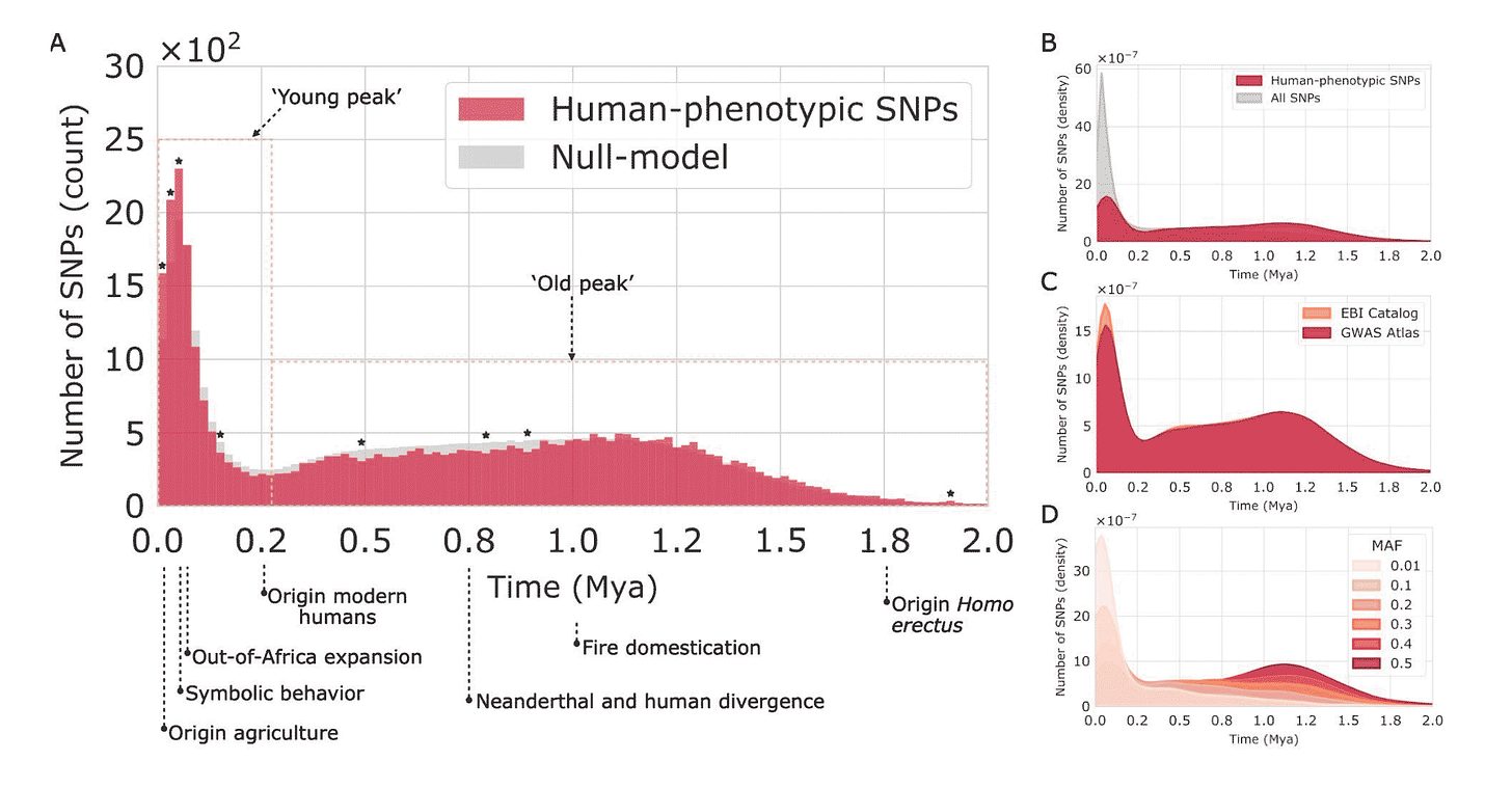A chart showing a histogram of allele ages for human single nucleotide polymorphisms. There is one very high mode with a peak around 55,000 years ago, and an older, shallower mode with a peak around 1.1 million years. A chart showing a histogram of allele ages for human single nucleotide polymorphisms. There is one very high mode with a peak around 55,000 years ago, and an older, shallower mode with a peak around 1.1 million years.