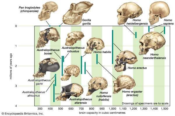 Homo sapiens | Meaning & Stages of Human Evolution | Britannica.com