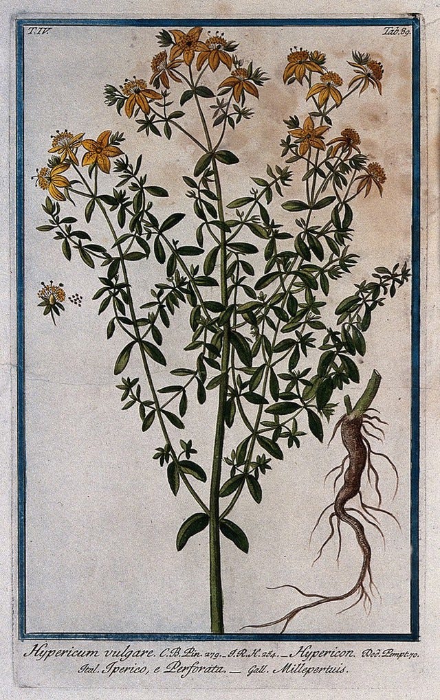 St. John's wort or klamath weed (Hypericum perforatum L.): flowering stem with separate root, flower and seed. Coloured etching by M. Bouchard, 177-.