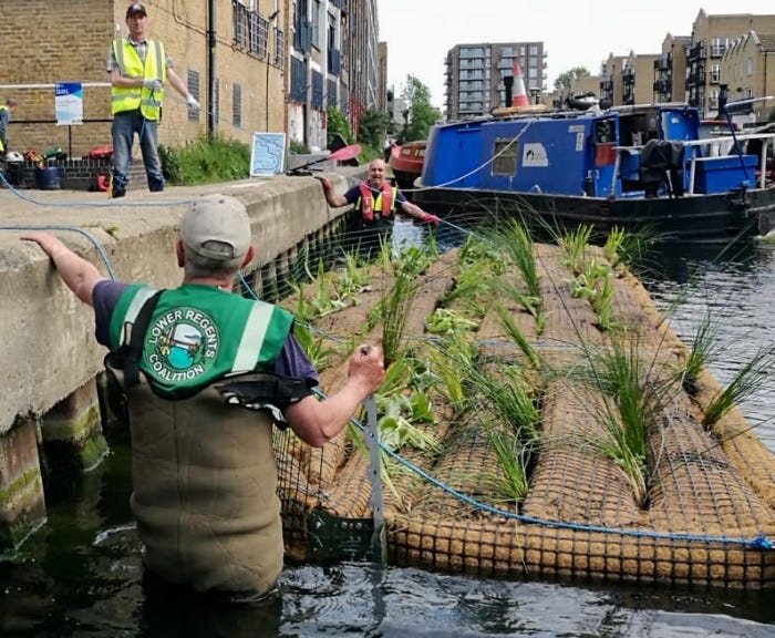 Regent's Canal Floating Garden- Island ecosystems enhancing London.