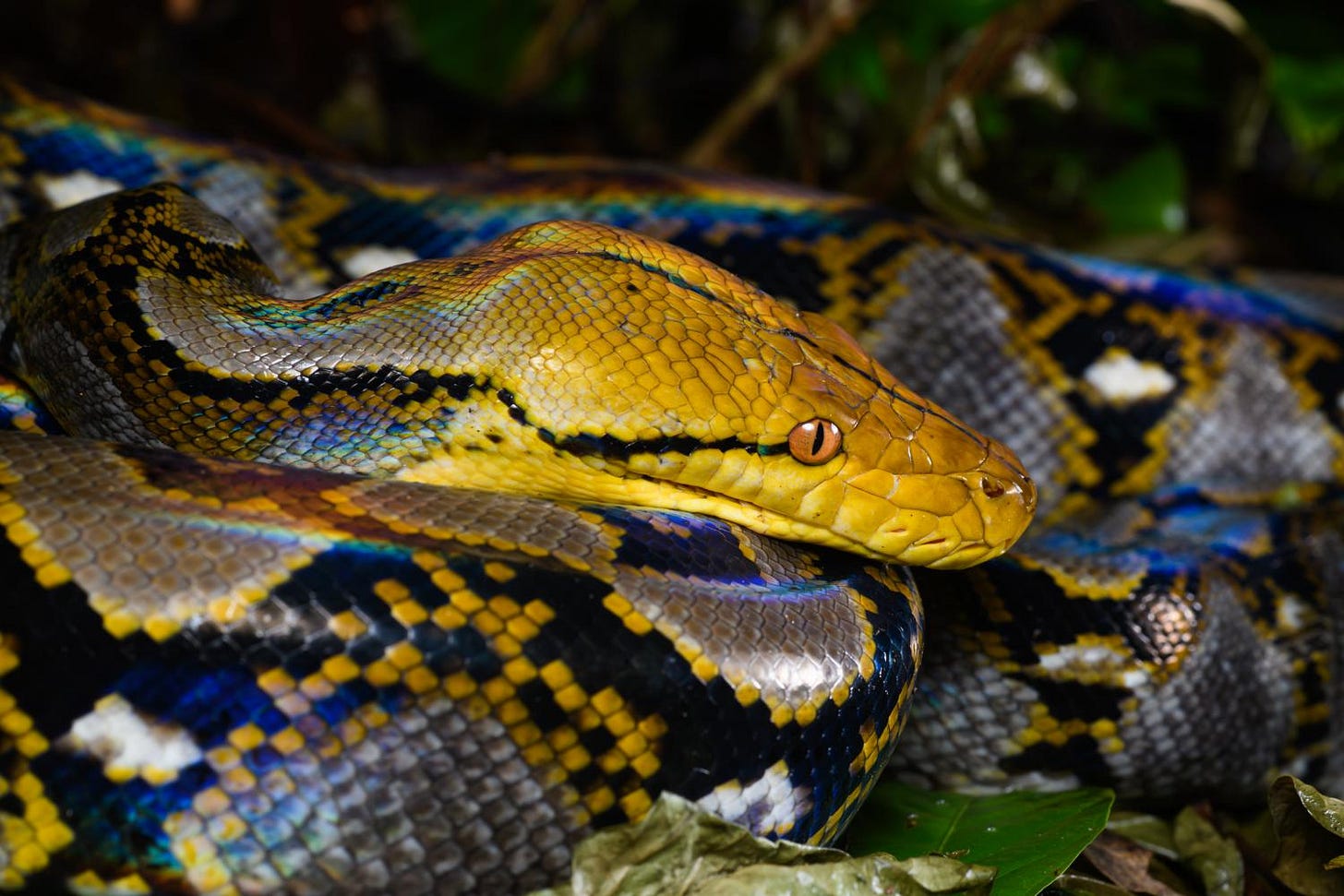 Reticulated python (Malayopython reticulatus)