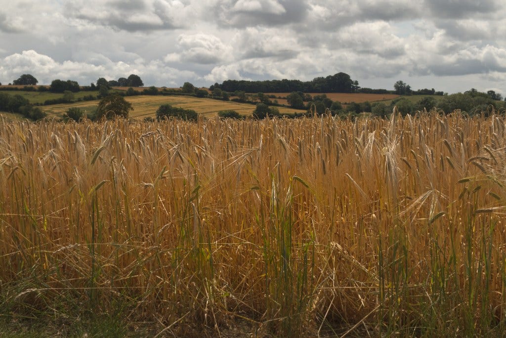 A typical Cotswold 'big sky' over a nearly-ripe field of barley