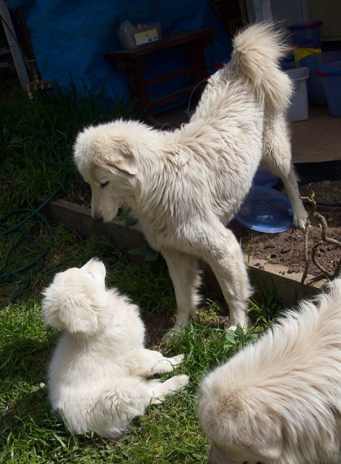 A large white dog stands tall over a smaller white puppy of the same breed.