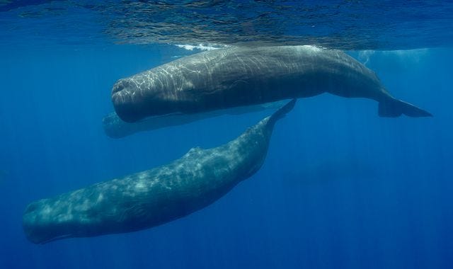 Sperm whale 'alphabet' discovered, thanks to machine learning