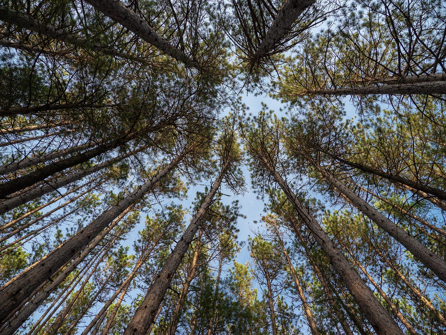 Pine Trees