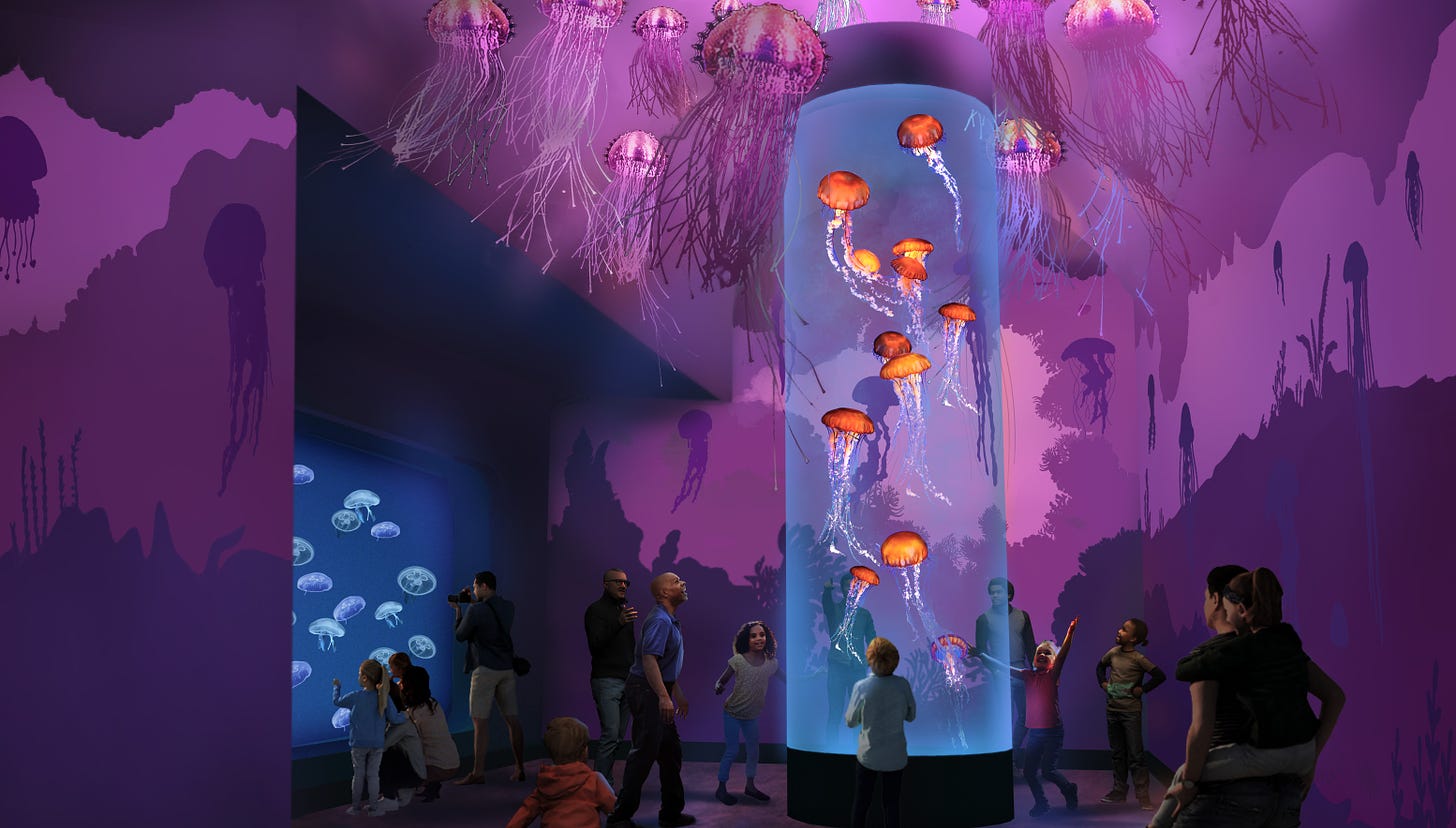 The Jellyfish Experience SeaWorld San Diego