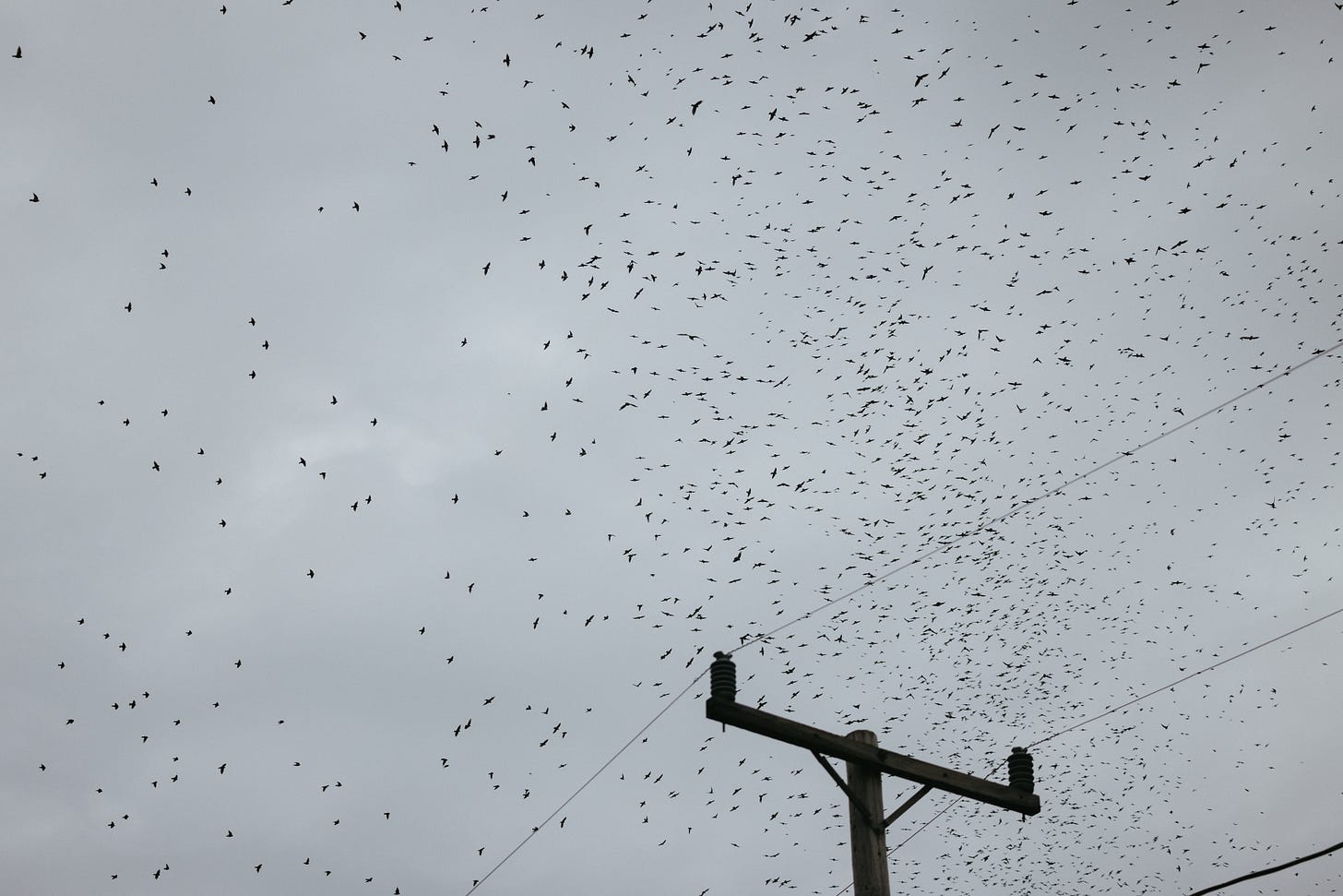 a huge number of birds flying over some power lines