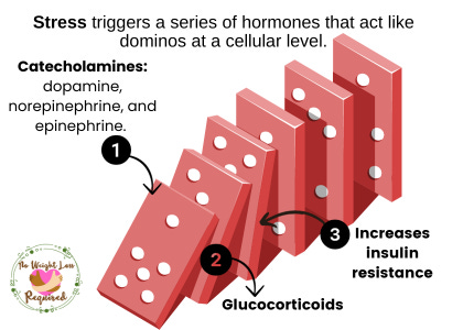 Stress triggers a series of hormones that act like dominos at a cellular level.#1 Catecholamines #2 Glucocorticoids #3 Insulin resistance.