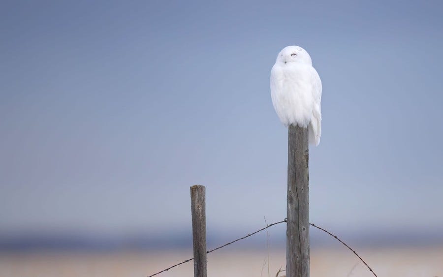 A snowy owl sits atop a fence post.
