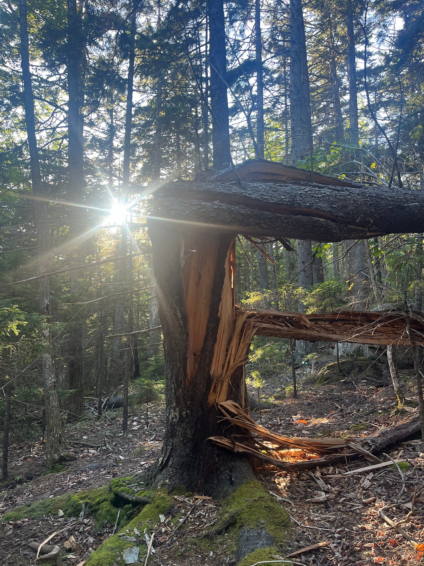 A shattered tree with the sun peeking through the background.