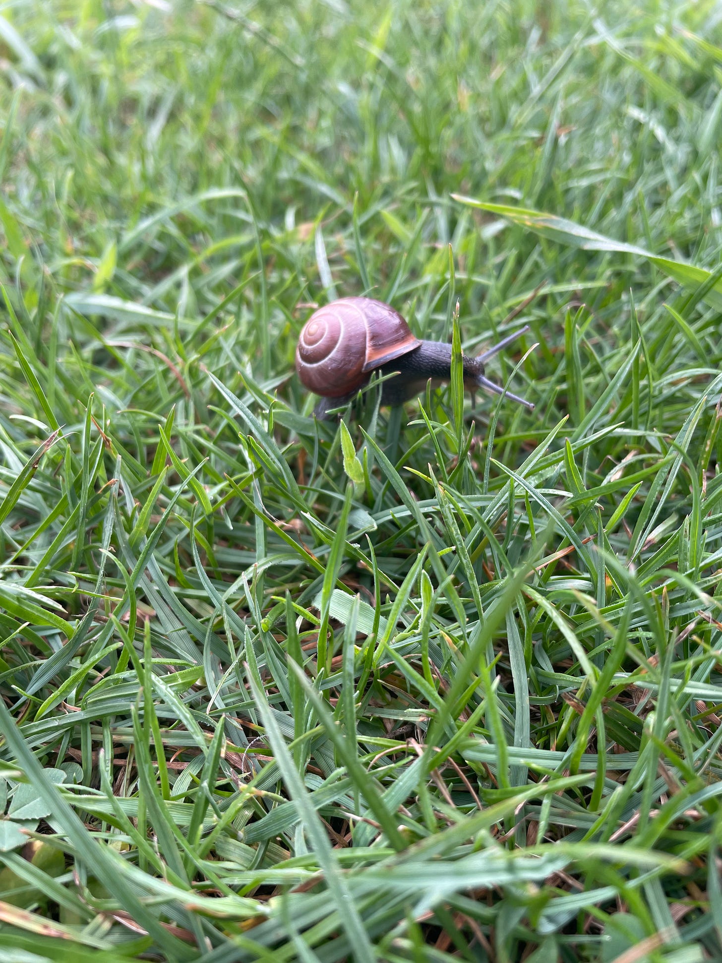 a little snail in the grass