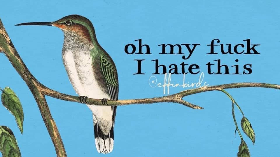 A hummingbird sits on a tree branch against a blue background. Caption "oh my fuck I hate this" by effinbirds