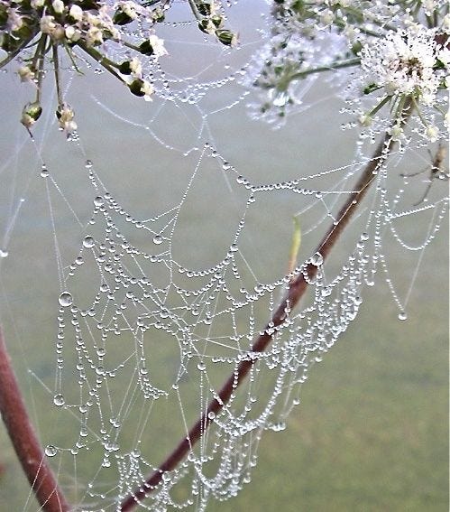 a pearly dewy spider web