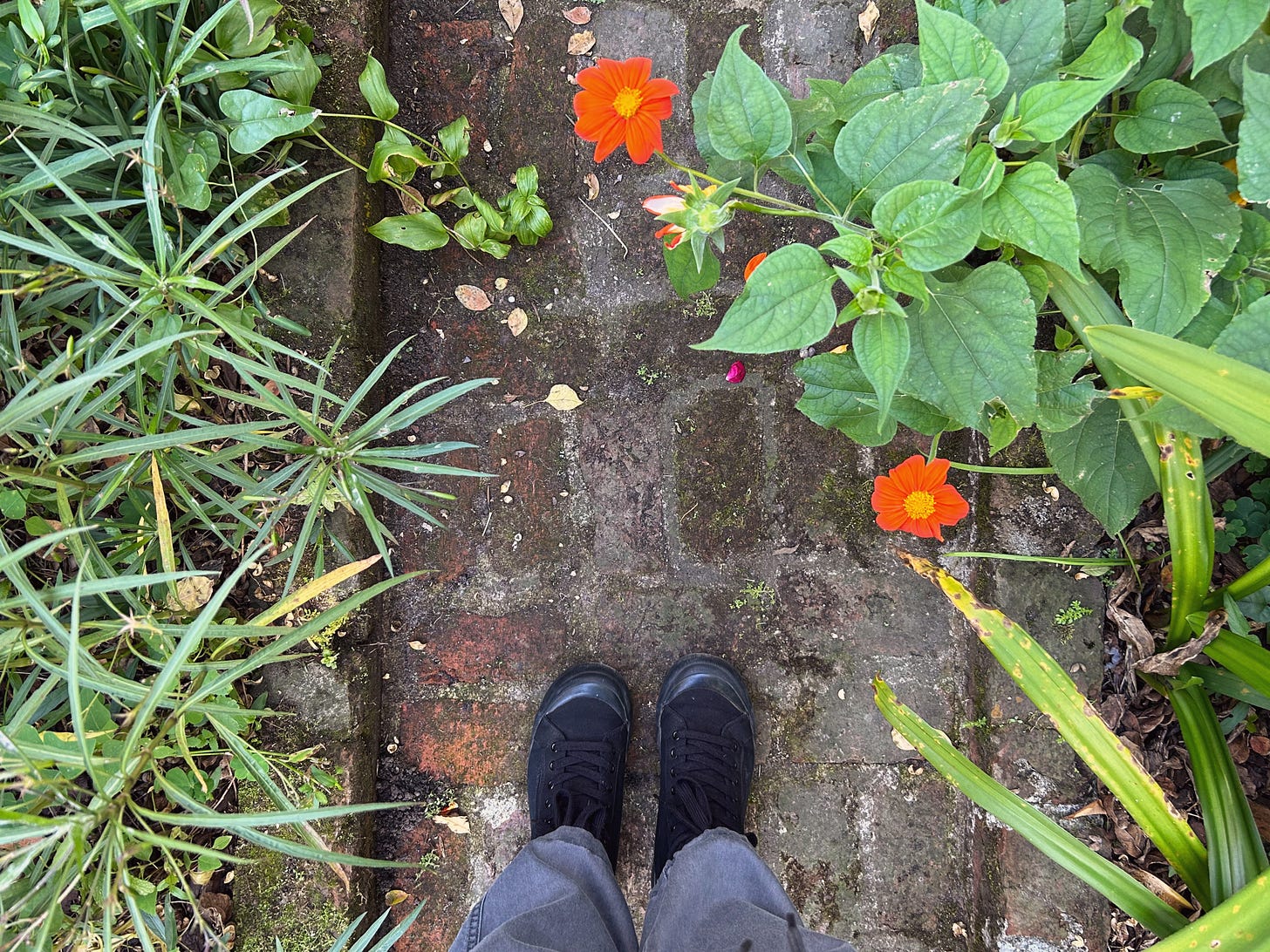 Black converse style shoes stand on mossy bricks. Orange tithonia lean into the walkway framed by green leaves.