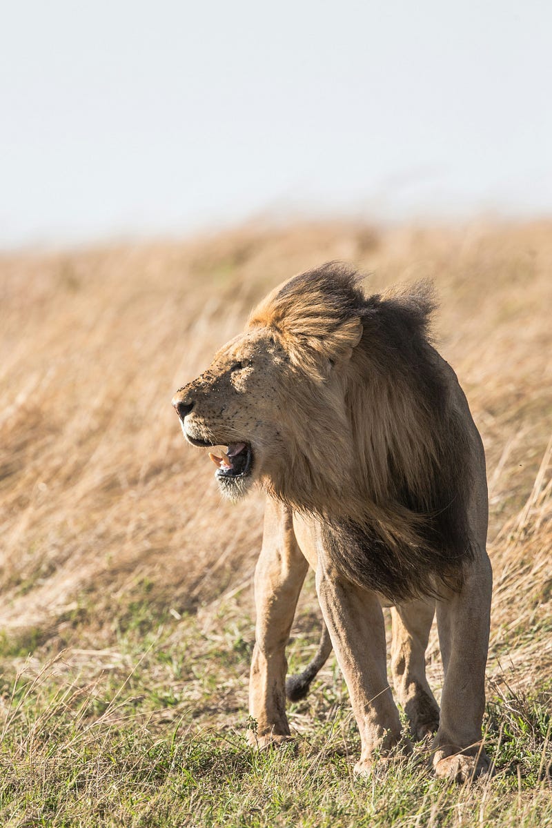 Lion on the plains.