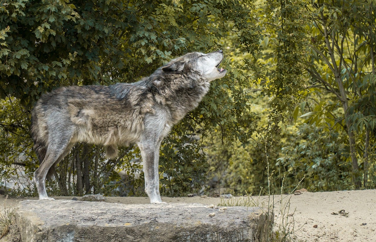 Wolf,howl,wolf howling,pack animal,rudel behave - free image from  needpix.com