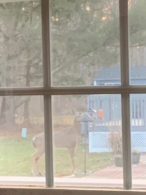a female deer eating from a bird feeder located behind a house.
