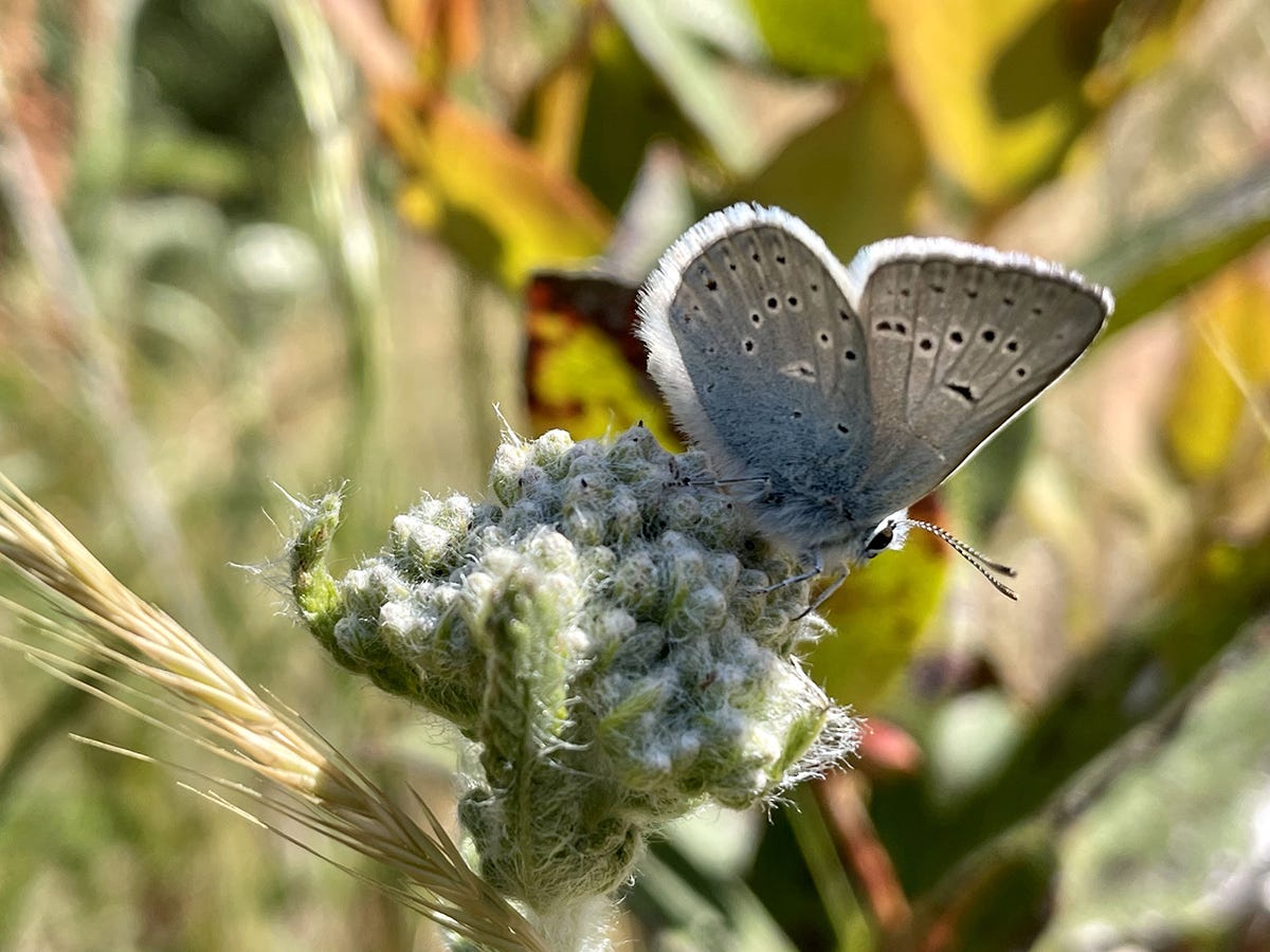 Searching for Rare Butterflies on the Oregon and California Coasts | Xerces Society