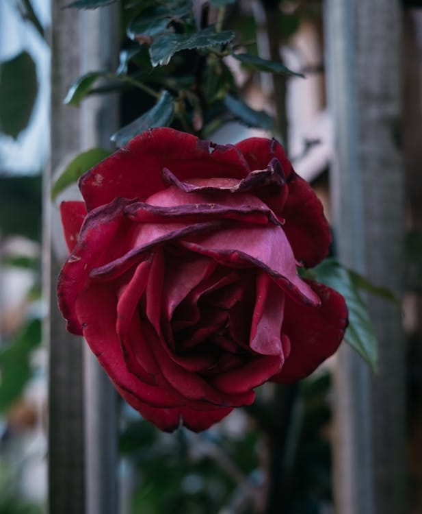 Free A beautiful close-up of a red rose with slightly withered petals capturing nature's elegance. Stock Photo Free A beautiful close-up of a red rose with slightly withered petals capturing nature's elegance. Stock Photo