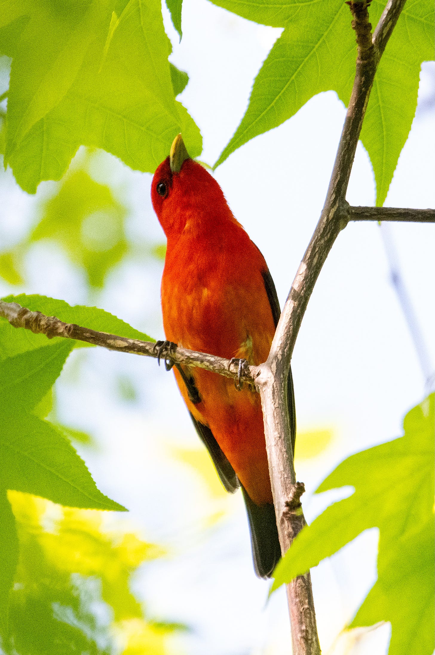 A long candy-red bird with black eyes and black wings peers down from a tulip tree