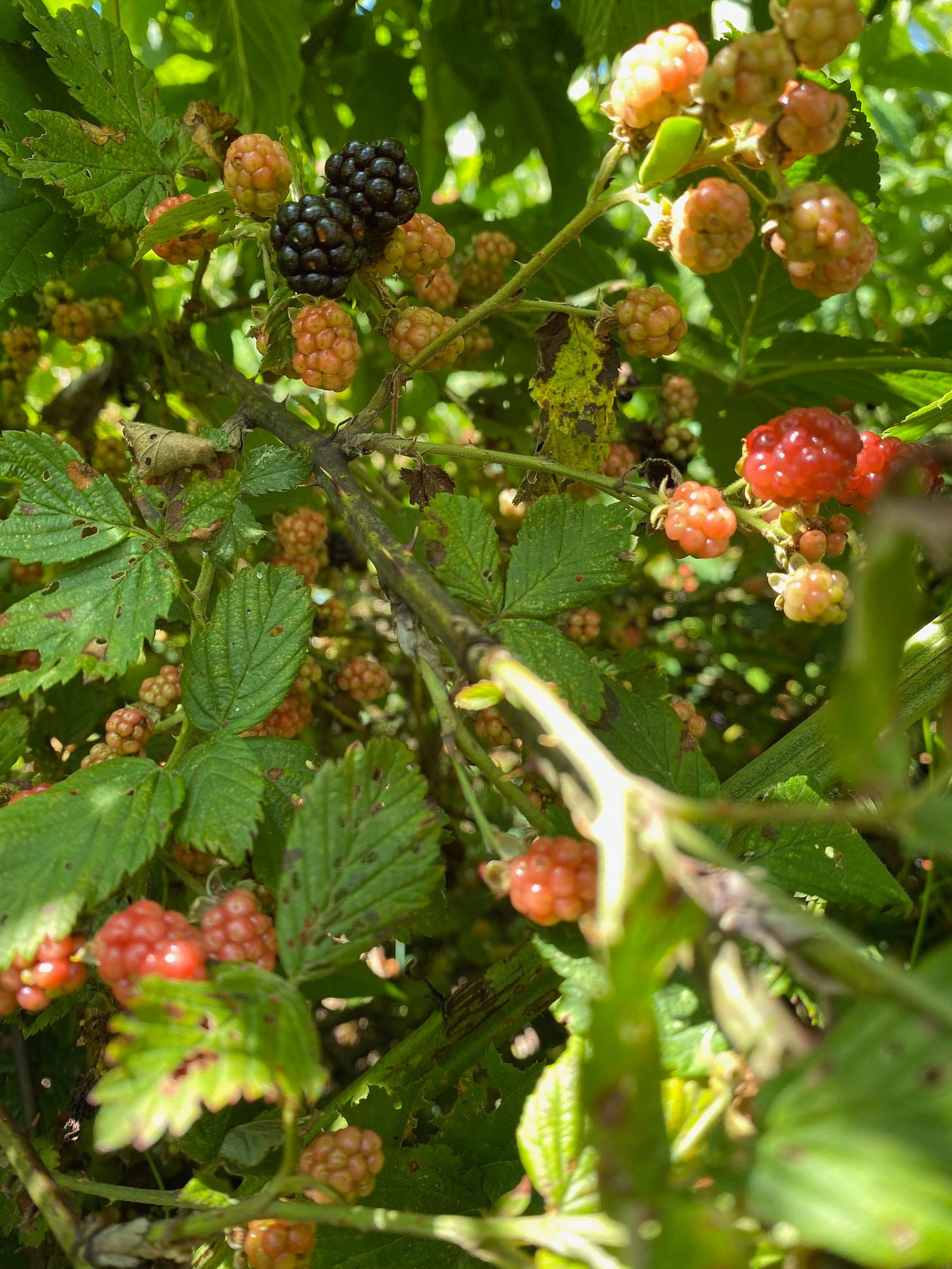 beginning of black berry season