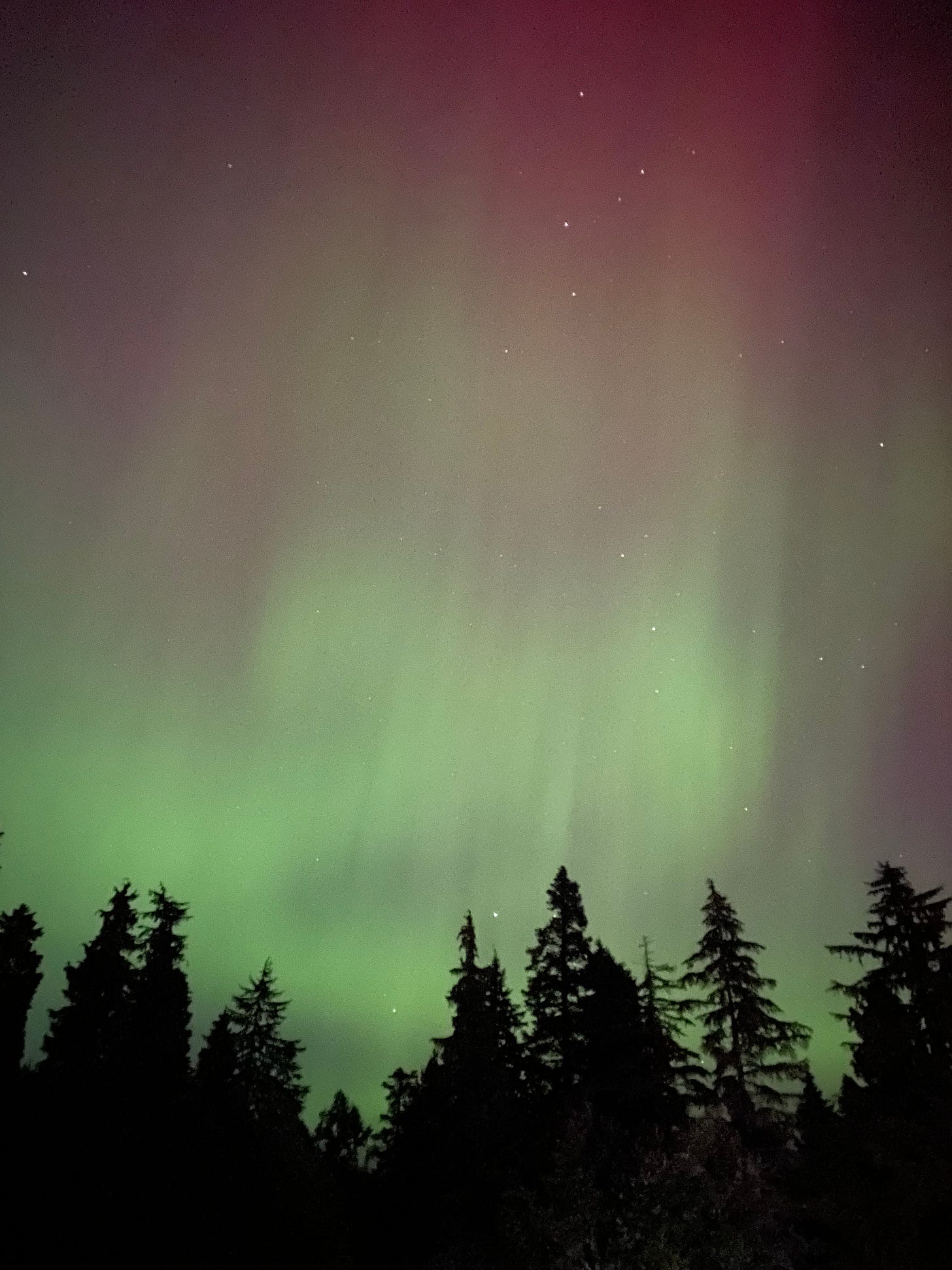 At the bottom of the frame, a silhouette of evergreens. Above it, the night sky, lit green, pink, and red with aurora. Pinpricks of stars are visible amid the colours.