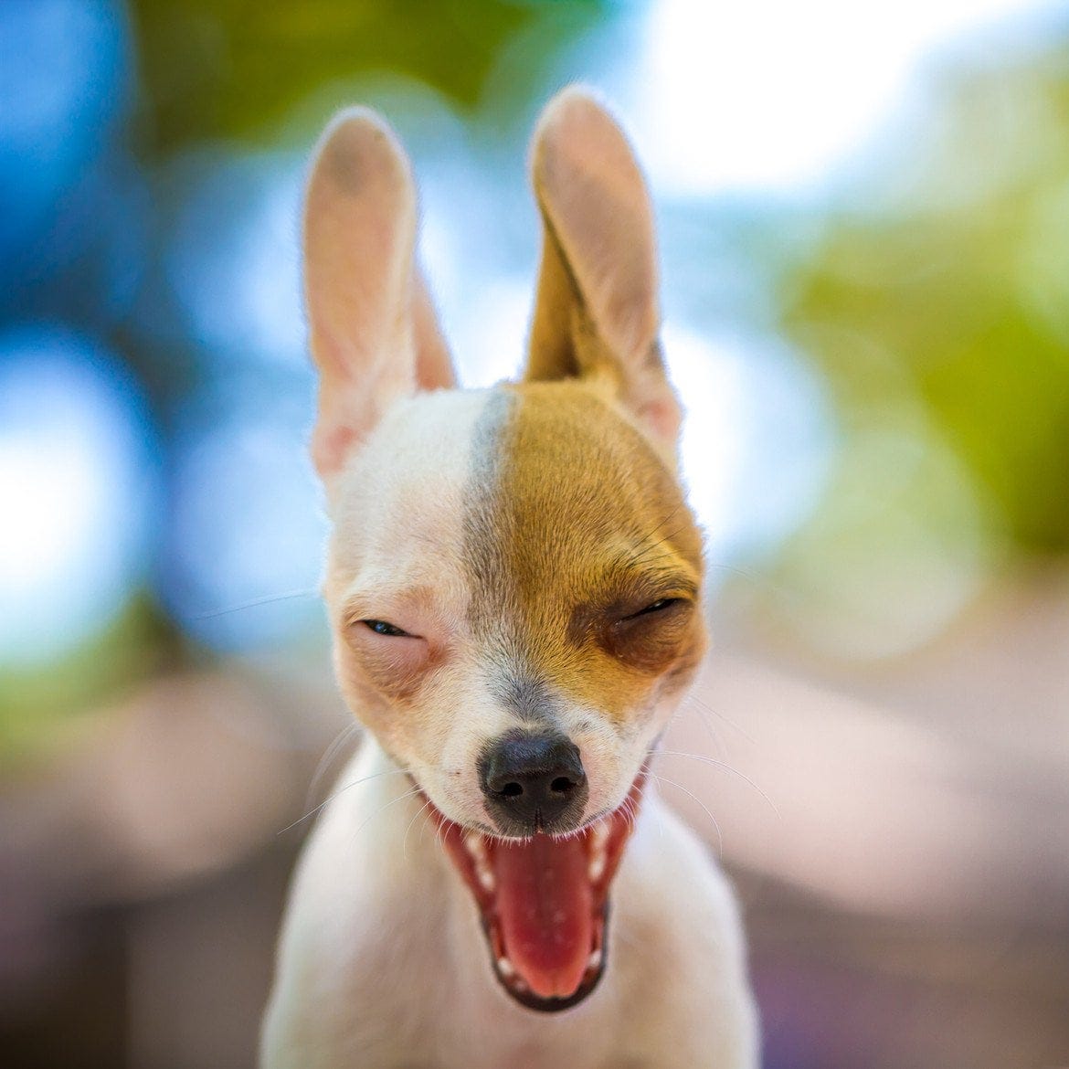 Dog making funny face : photoshopbattles