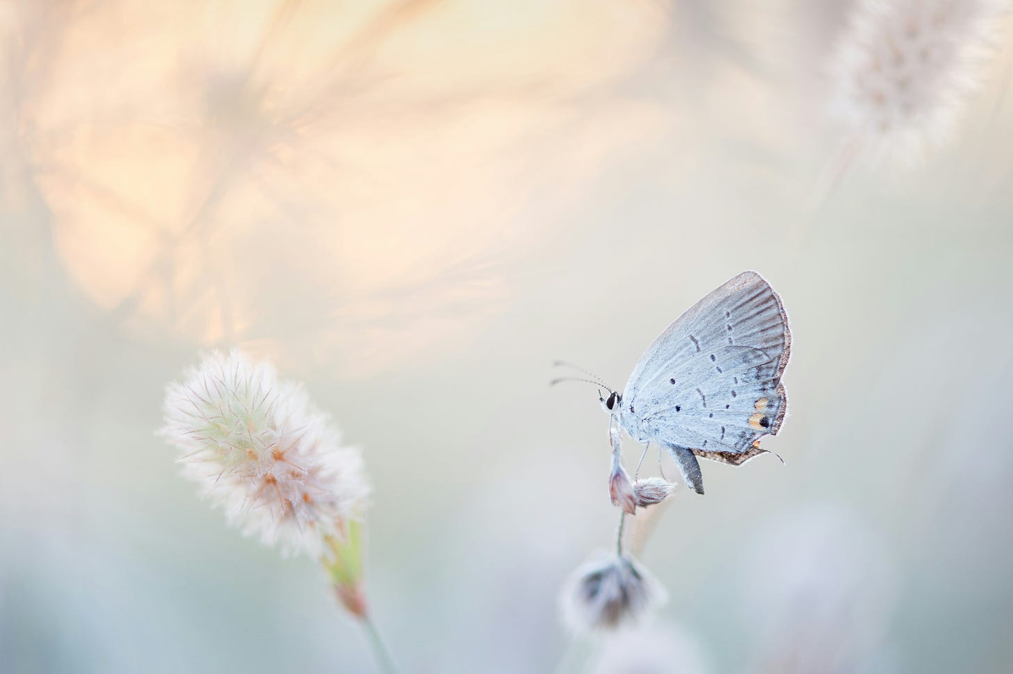 pale blue butterfly on flower