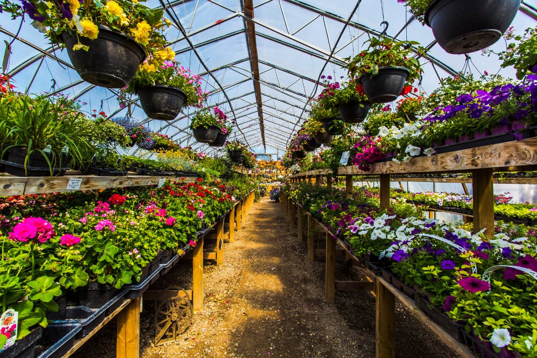 colorful plants in long rows in a large greenhouse