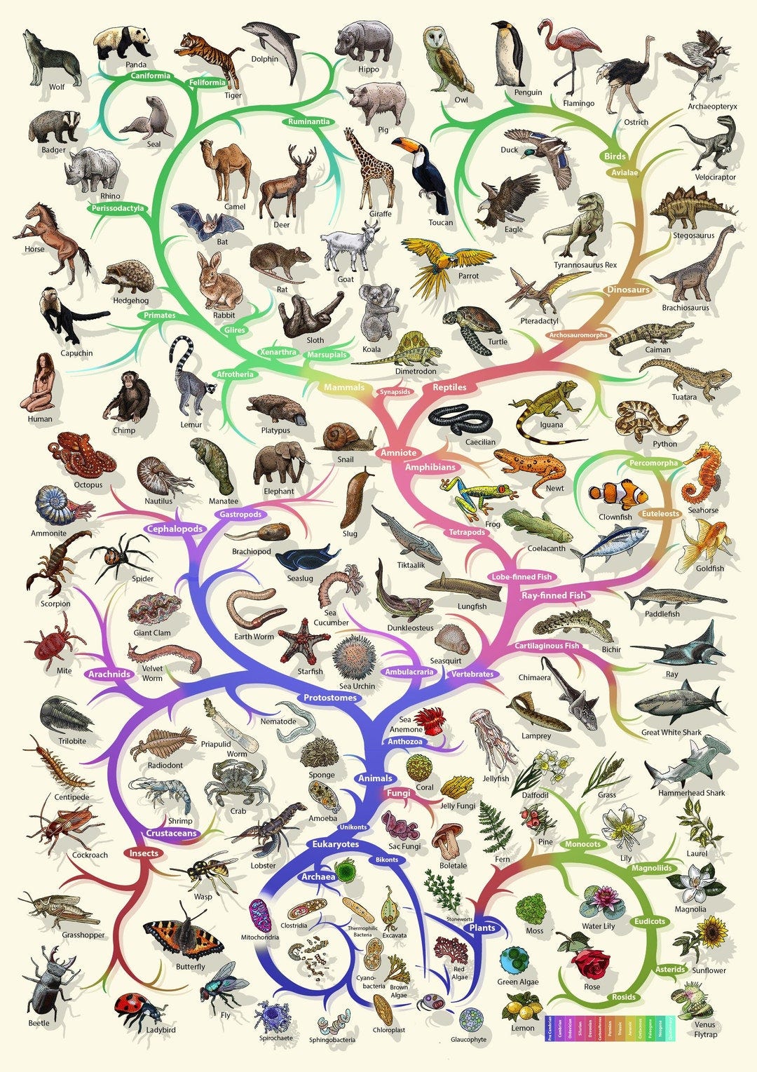 Evolutionary Biology Tree of Life Poster Nature Lover Gift - Etsy