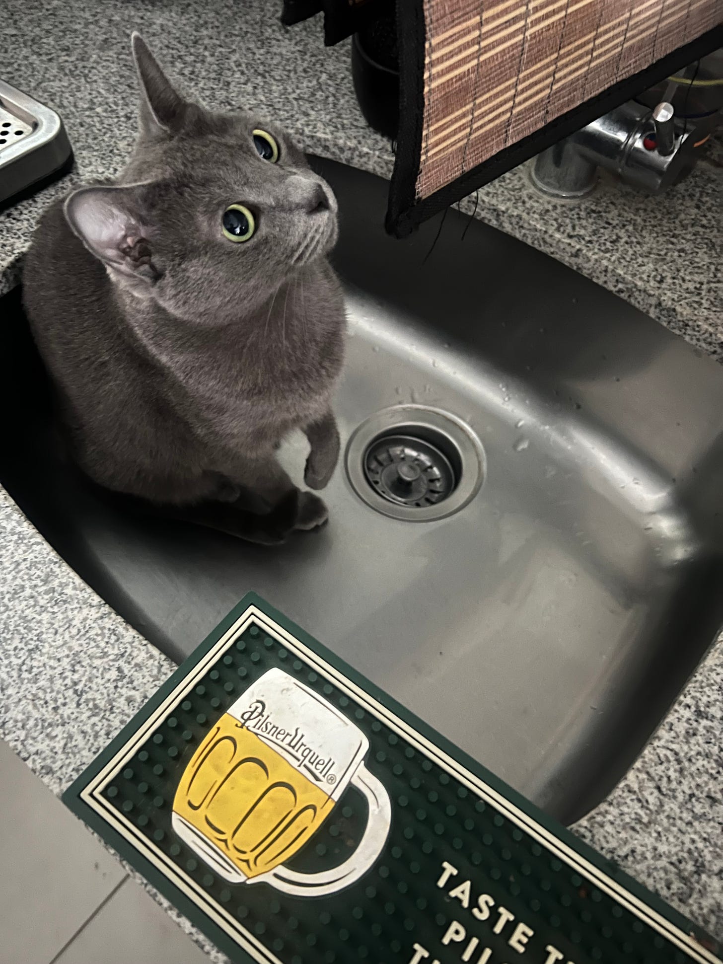 Gata gris en el lavabo