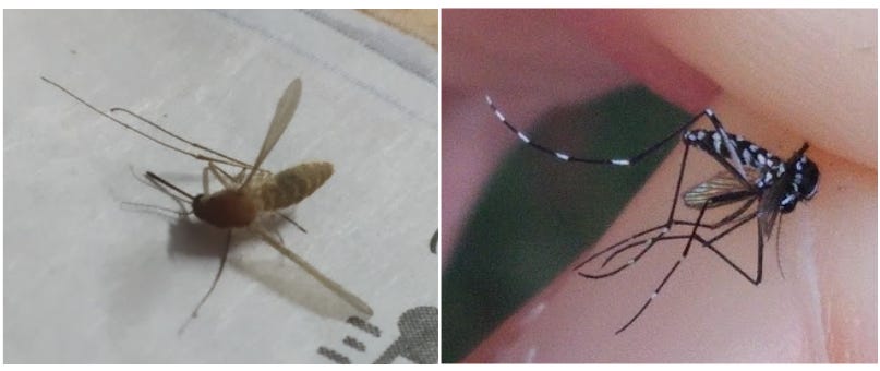 Close-up of a common mosquito, and a tiger mosquito