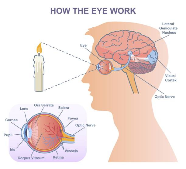 260+ Eye Brain Diagram Stock Photos, Pictures & Royalty-Free Images - iStock