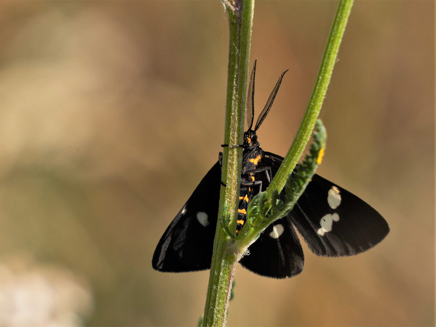 Magpie Moth (Nyctemera annulata) clutching stalk against blurred beige background