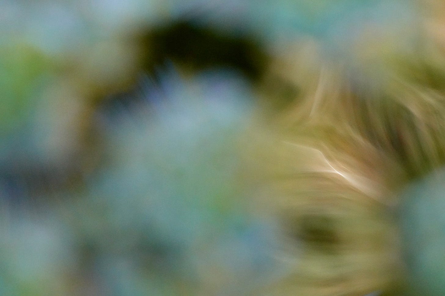 Abstract photograph of a birch tree reflected in an ephemeral pool of water: soft shapes and fluid lines, black and buff on blue-green background 