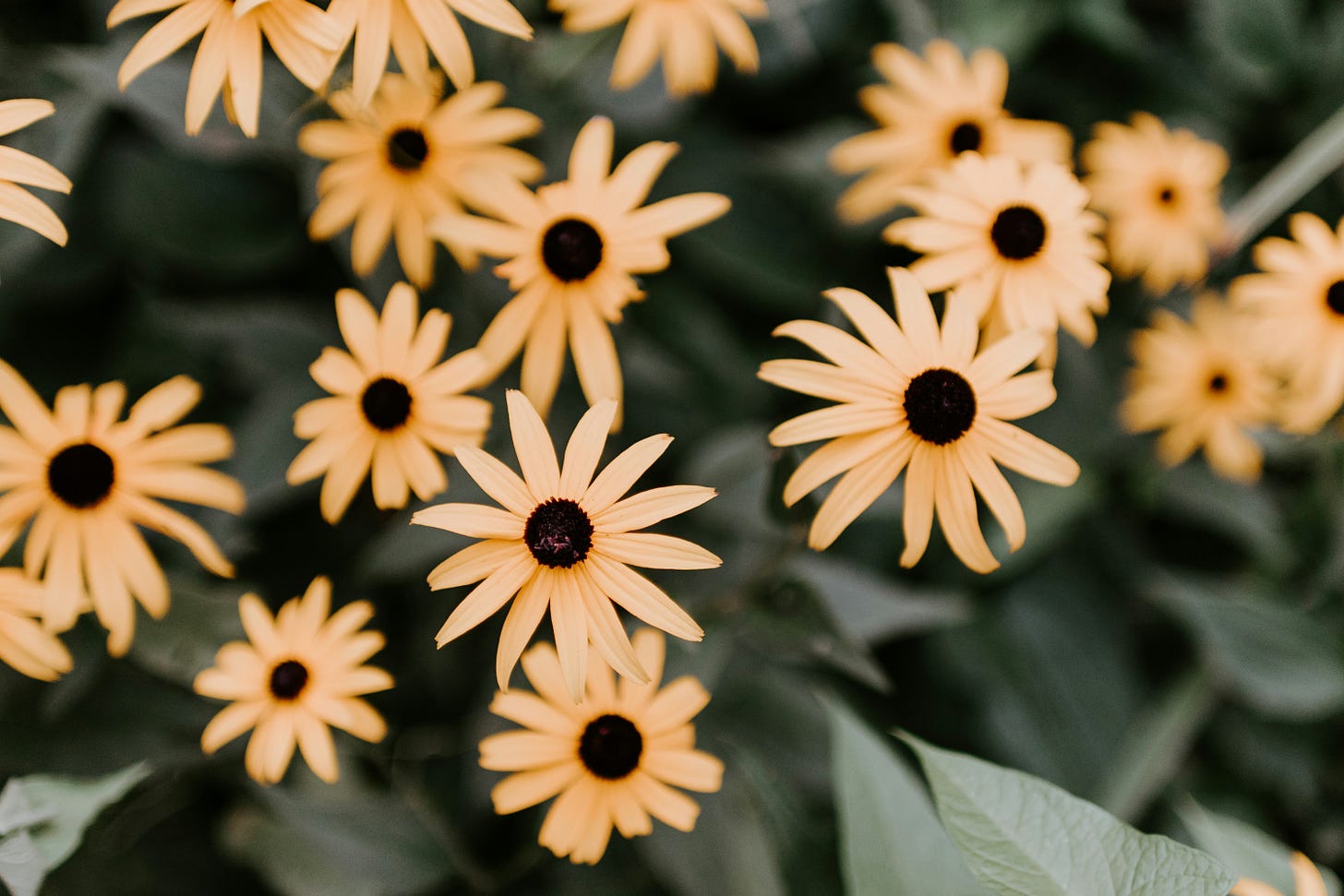 Yellow daisies