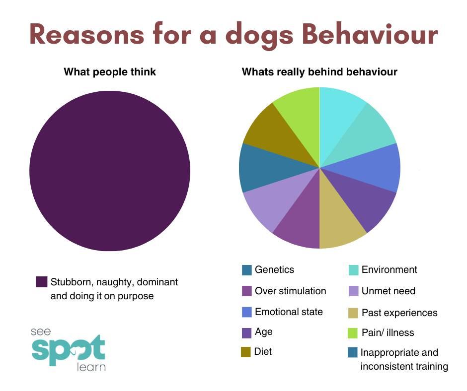May be a graphic of dog and text that says "What people think Reasons for a dogs Behaviour Whats really behind behaviour Stubborn, naughty, dominant and doing anddoingitonpurpose it on purpose Genetics Over stimulation Environment Unmet need see spot learn Emotional state Age Past experiences Diet Pain/ illness Inappropriate and inconsistent training"
