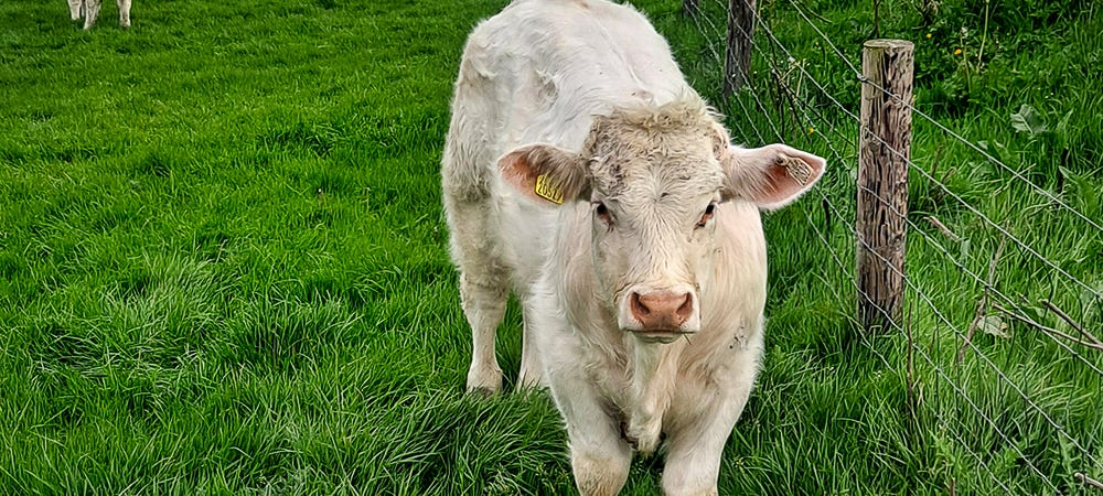 The cow’s face after I asked, “Hey, you want some grass?”