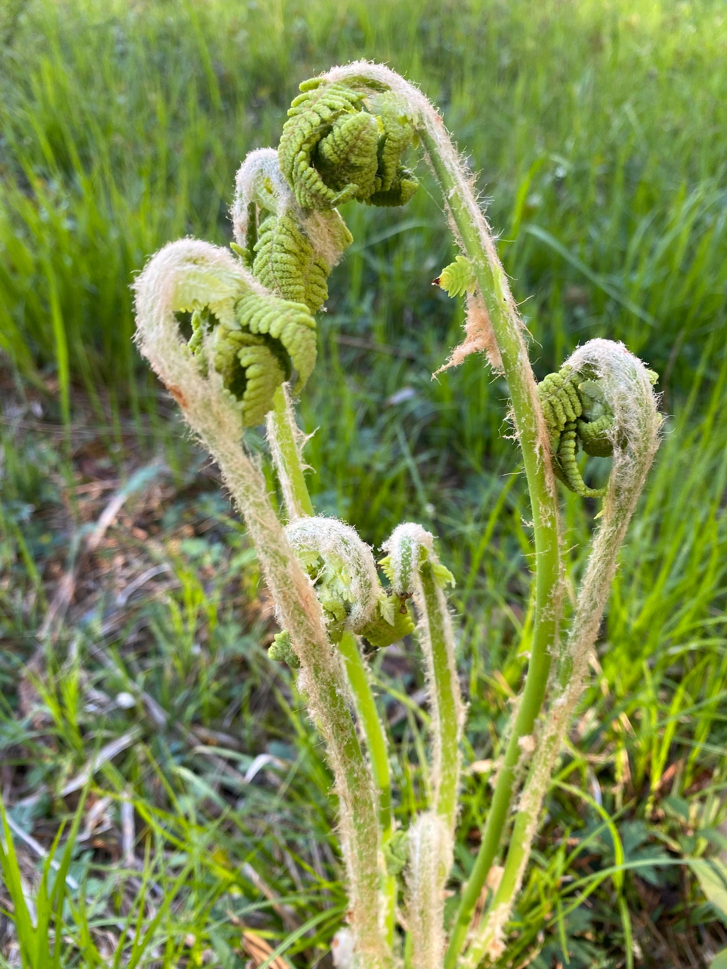 The fronds of a fiddlehead fern unfurling in a field of sunlit grass.