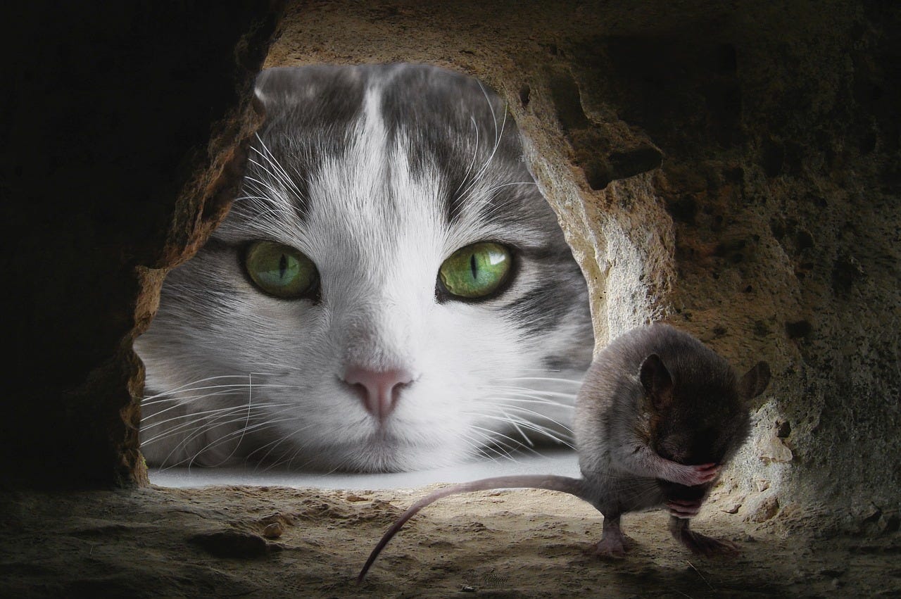 Cat looking into a mouse hole which signifies the fight for privacy which is a constant cat and mouse game
