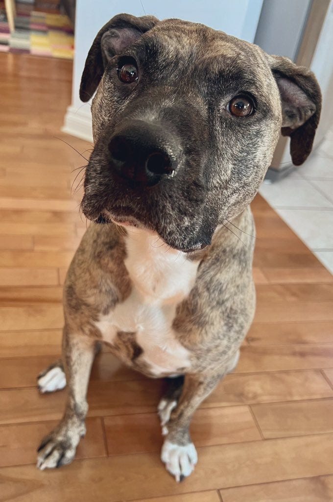 Photo of Dolly Pawton, a brindle pitbull mix, nicely asking for some meat snacks.