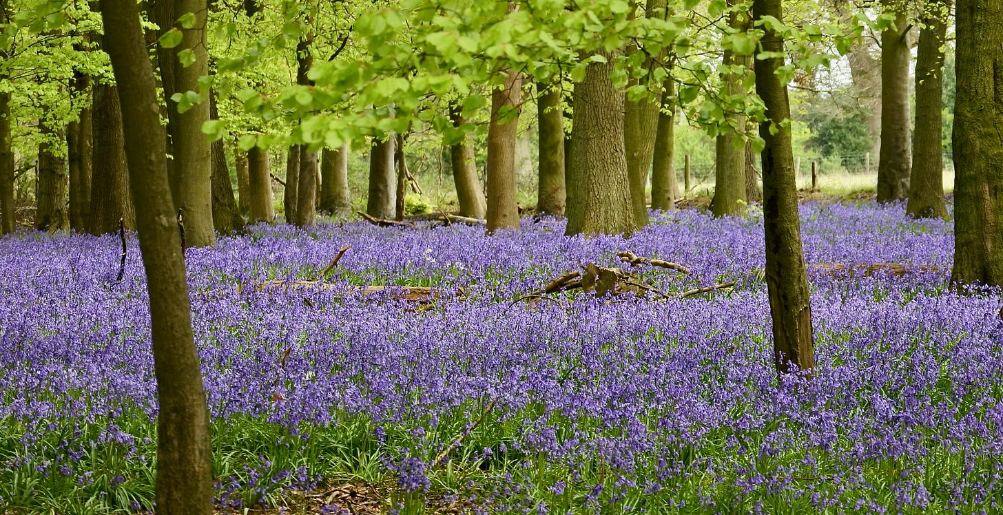 Bluebells in bloom in Ashridge estate