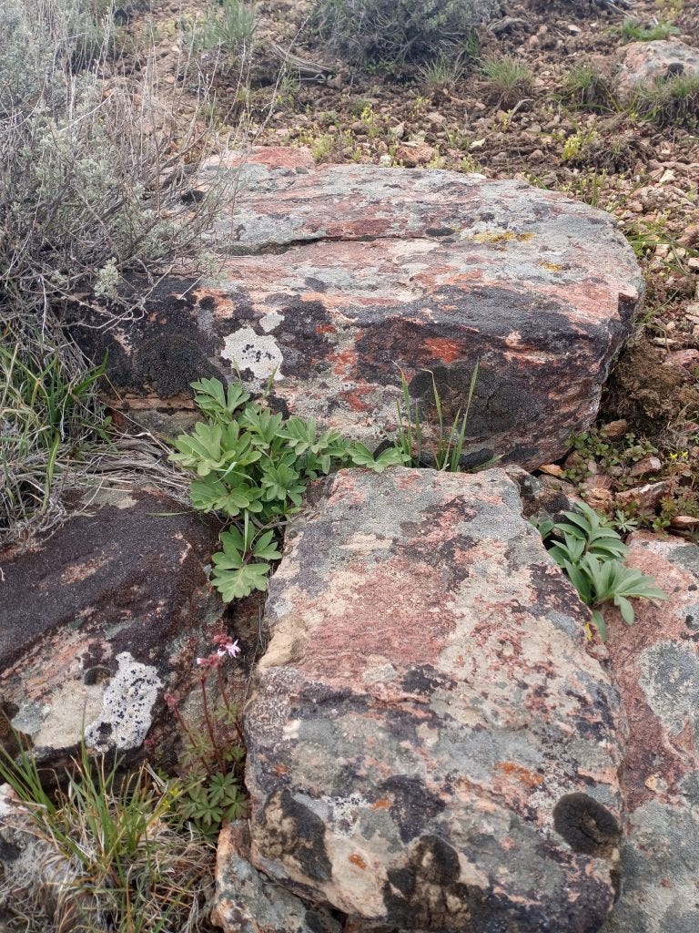 Photo 12b: Hydrophyllum capitatum (Ballhead phacelia) Waterleaf greens in rocky scree area