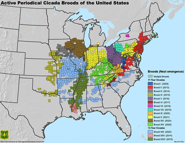 Brood X Cicadas: A once-every-17-years occurrence