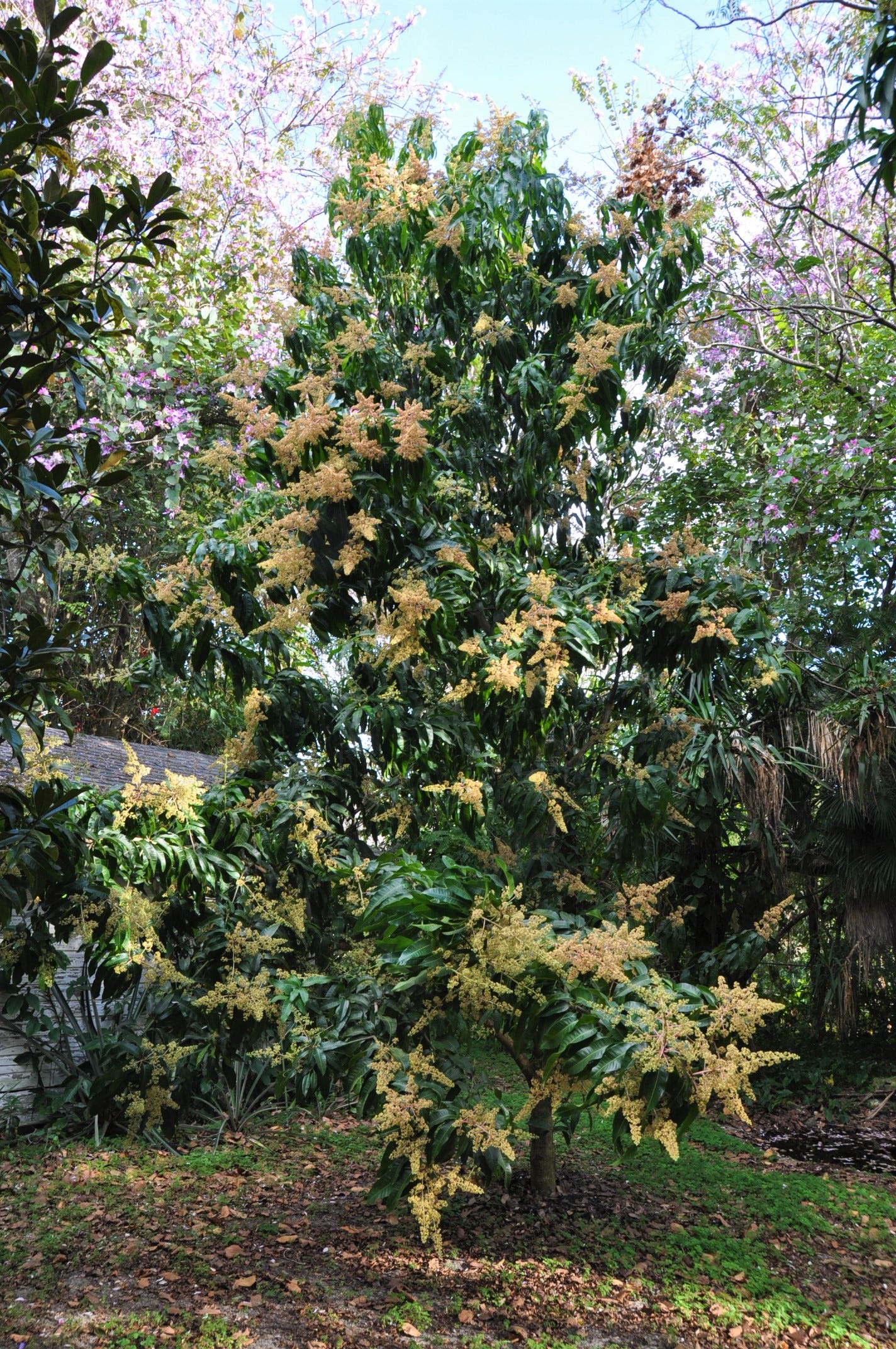 Beverly Mango Tree