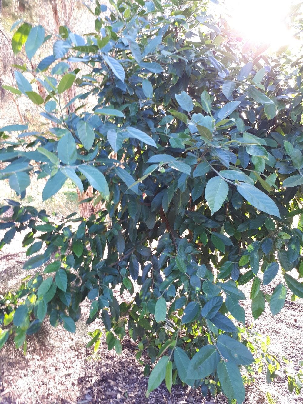 Ficus coronata [Sandpaper Fig - Tree - Mt Annan] sml.jpg