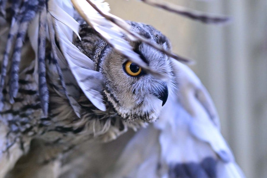 A side view of an owl, with its wings outstretched